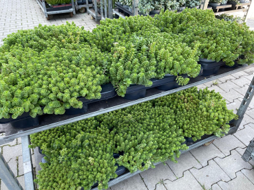 Sedum cyaneum "Rosenteppich"