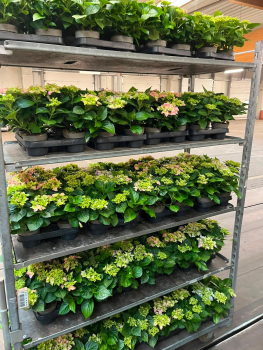 Hydrangea  macr. midi rosa