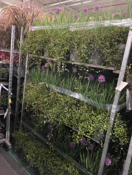Allium Kübel mit Mühlenbeckia