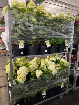 Hydrangea pan. "Limelight"