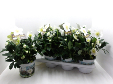 Helleborus niger "Wintergold"