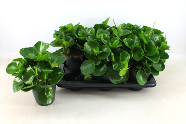 Peperomia obt. grün