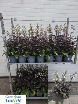 Penstemon Kübel dunkellaubig