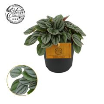 Peperomia 'Napoli Nights'