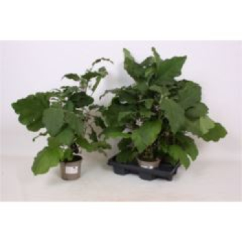 Solanum melongena -Aubergine