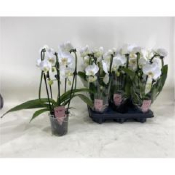 Phalaenopsis "Cascade" weiß