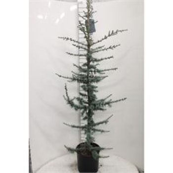 Cedrus libani 'Glauca'