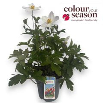 Anemone 'Wild Swan'