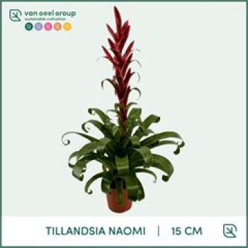 Tillandsia 'Naomi'