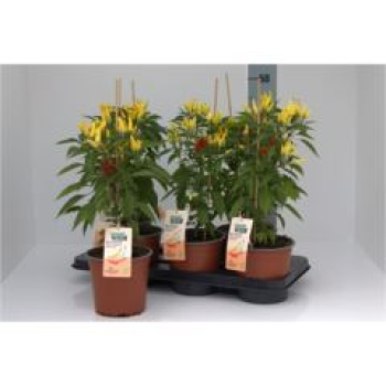 Capsicum annuum - Chili gelb