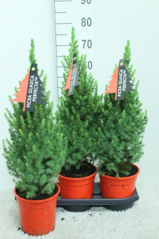 Picea glauca 'Conica'