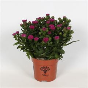 Aster nb. 'Showmakers' pink