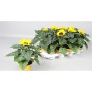 Helianthus annuus