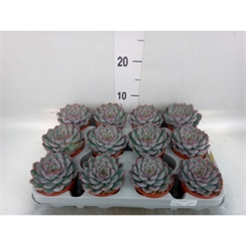 Echeveria 'Hercules'
