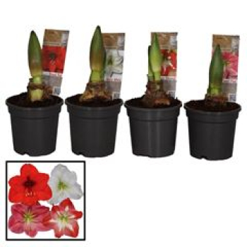 Hippeastrum 2 Knospen Mix