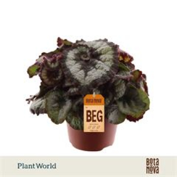 Begonia rex " Prinsess Hanover"