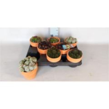 Sempervivum in Tontopf