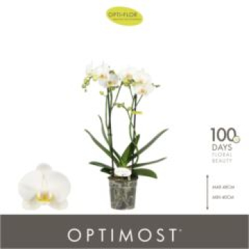 Phalaenopsis weiß 2 Triebe