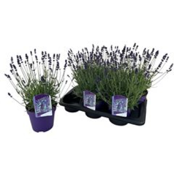 Lavandula angus. 'Hidcote'