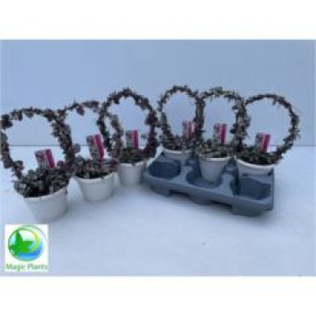 Ceropegia woodii 'Variegata'-Bogen