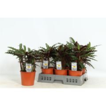 Calathea rufibarba 'Elgergrass'