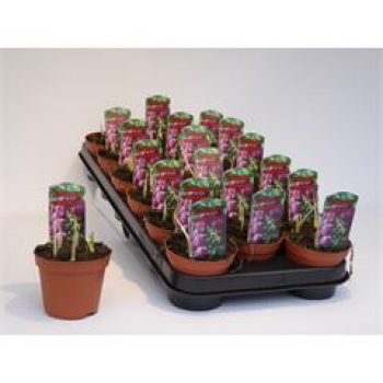 Fritillaria meleagris