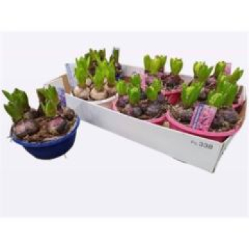 Hyacinthus orie. Schale