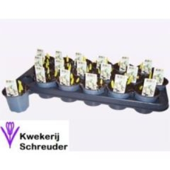 Ornithogalum balansae