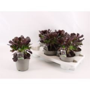 Aeonium arboreum 'Velours'