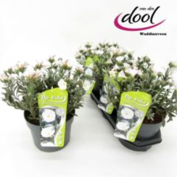 Convolvulus cneorum Kübel