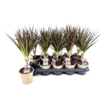 Dracaena marg. 'Magenta'