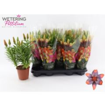 Lilium asia. -zweifarbig