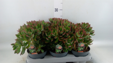 Echeveria pulvinata 'Devotion'