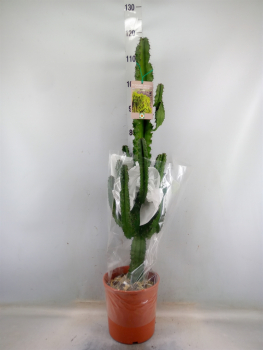Euphorbia candelabrum