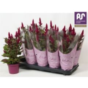 Celosia spic. 'Deep Purple'