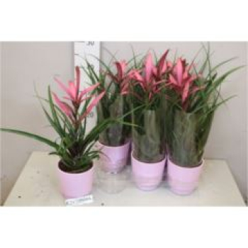 Tillandsia 'Camina' im Übertopf