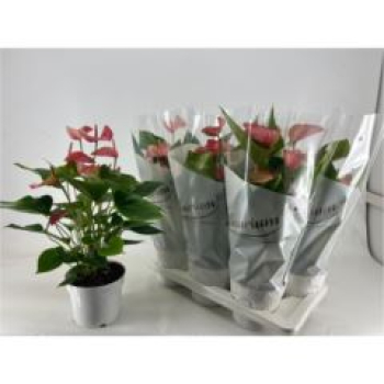 Anthurium andr. 'Livium Red'