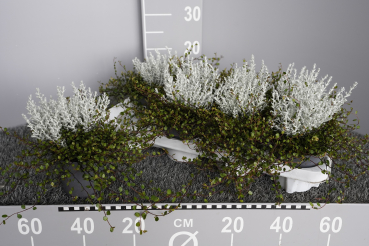 Helichrysum + Mühlenbeckia