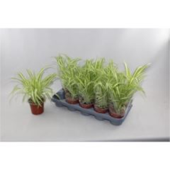 Chlorophytum com. 'Variegatum'