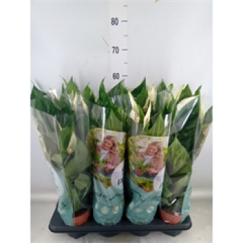 Spathiphyllum wallisii