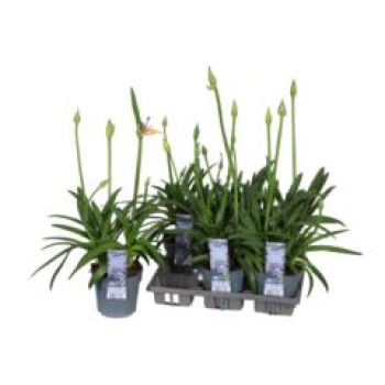 Agapanthus 'Charlotte' blau