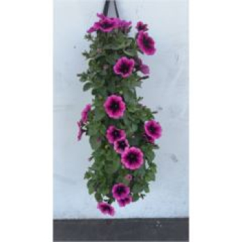 Petunia pink im Pflanzsack