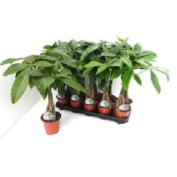 Pachira aquatica