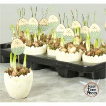 Narzissen in Ei natur