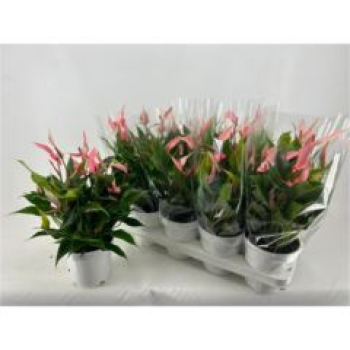 Anthurium andr. 'Lilli'