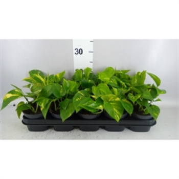 Epipremnum pinn. 'Aureum'