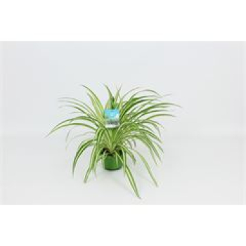 Chlorophytum com. 'Vittatum'  Ampel