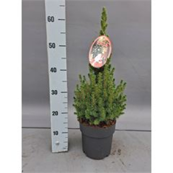 Picea glauca 'Conica'