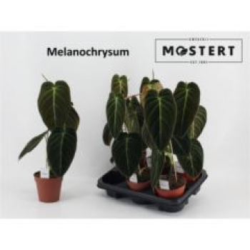 Philodendron melanochrysum