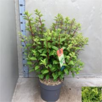 Hydrangea pan. 'Diamantino' Busch